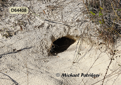 Gopher Tortoise (Gopherus polyphemus)